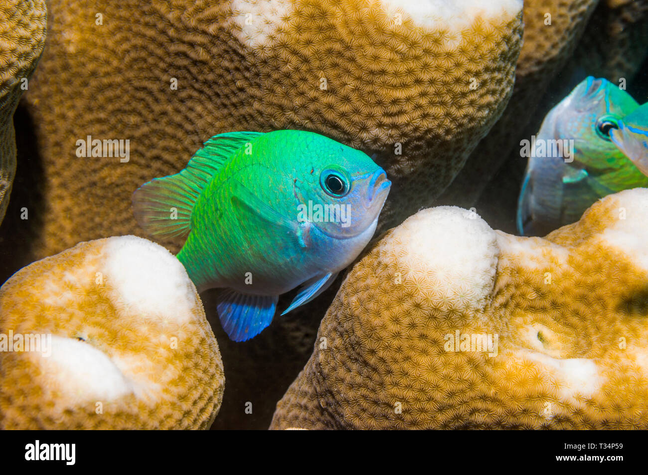 Blau grün Chromis [Chromis viridis]. Bunaken Marine Park, Nord Sulawesi, Indonesien. Indo-West Pazifik. Stockfoto