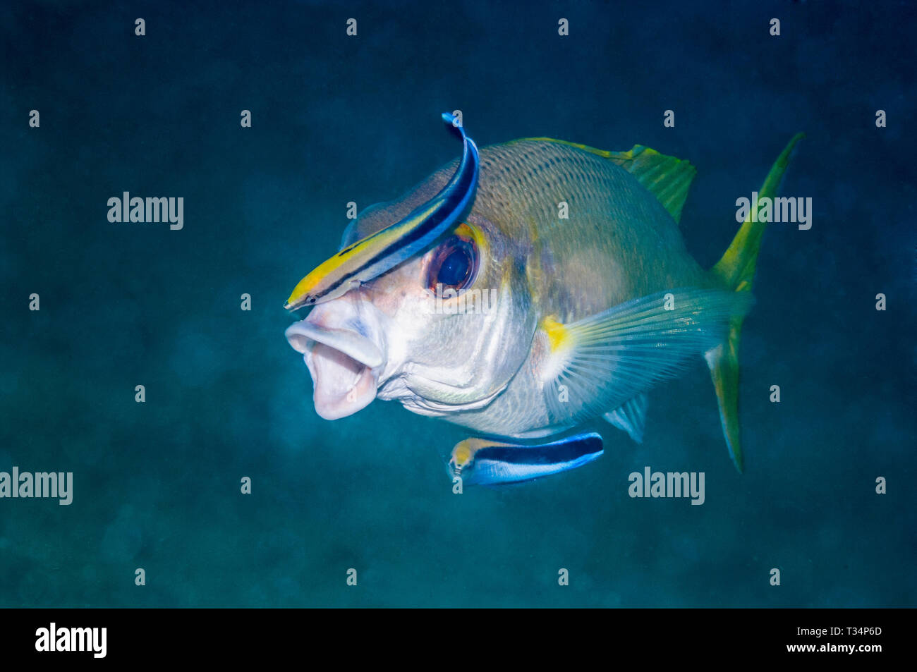 Bluestreak cleaner Lippfische Reinigung ein Snapper. Komodo National Park, Indonesia. Stockfoto