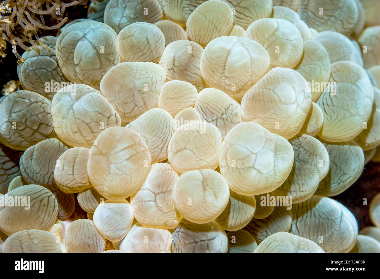 Bubble Coral [Plerogyra sinuosa]. Große Polypen stony Coral oder großen polyp scleractinian, LPS. Mabul, Malaysia. Indo-West Pazifik. Stockfoto