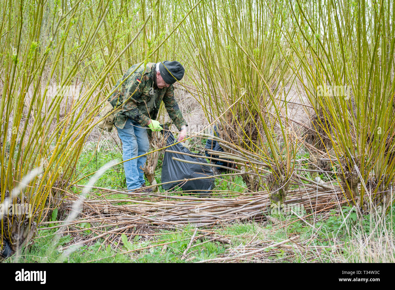 Lark Rise Farm, Barton Cambridgeshire UK 6. April 2019. Freiwillige clean up Wurf und alten Kunststoff verwendet, junge Bäume von einem willow Plantage als Teil der Großen Britischen Frühjahrsputz 2019 schützen. Die Freiwilligen helfen die Landschaft Restaurierung Vertrauen eine führende wildlife Landwirtschaft Nächstenliebe, die das Ereignis unter dem Dach der Halten Großbritannien ordentlich Initiative organisiert. Ziel ist es, 500.000 Menschen Wurf von Ihren lokalen Umgebungen zwischen 22. März und 23. April 2019 zu entfernen inspirieren. Credit: Julian Eales/Alamy leben Nachrichten Stockfoto