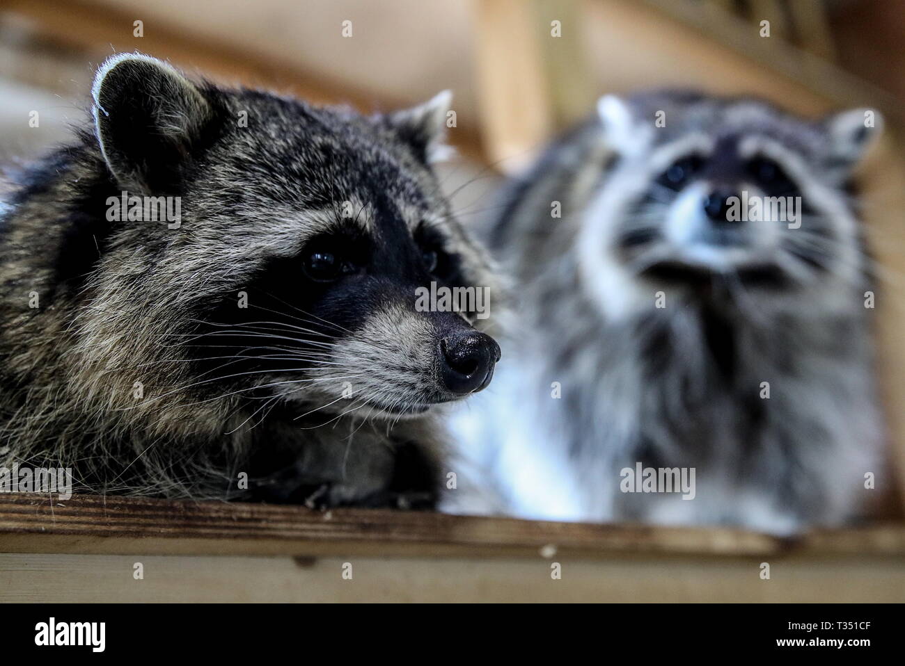 Moskau Russland 06 Apr 2019 Region Moskau Russland April 6