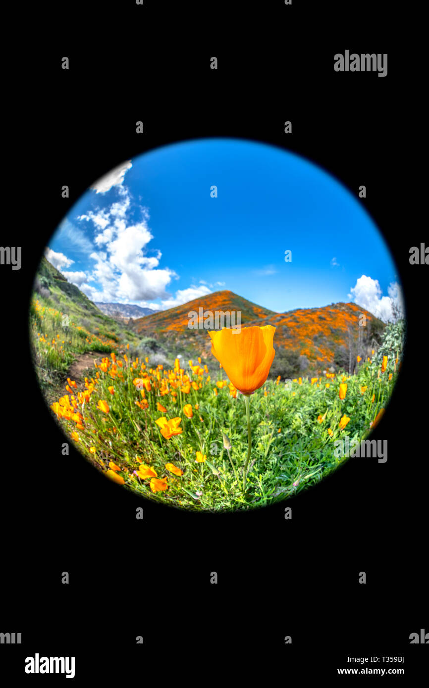 Einzigartige Circular Fisheye Perspektive der lebhaften Orange Mohn blüht auf einem Hügel in Lake Elsinore während einer hellen Tag. Stockfoto