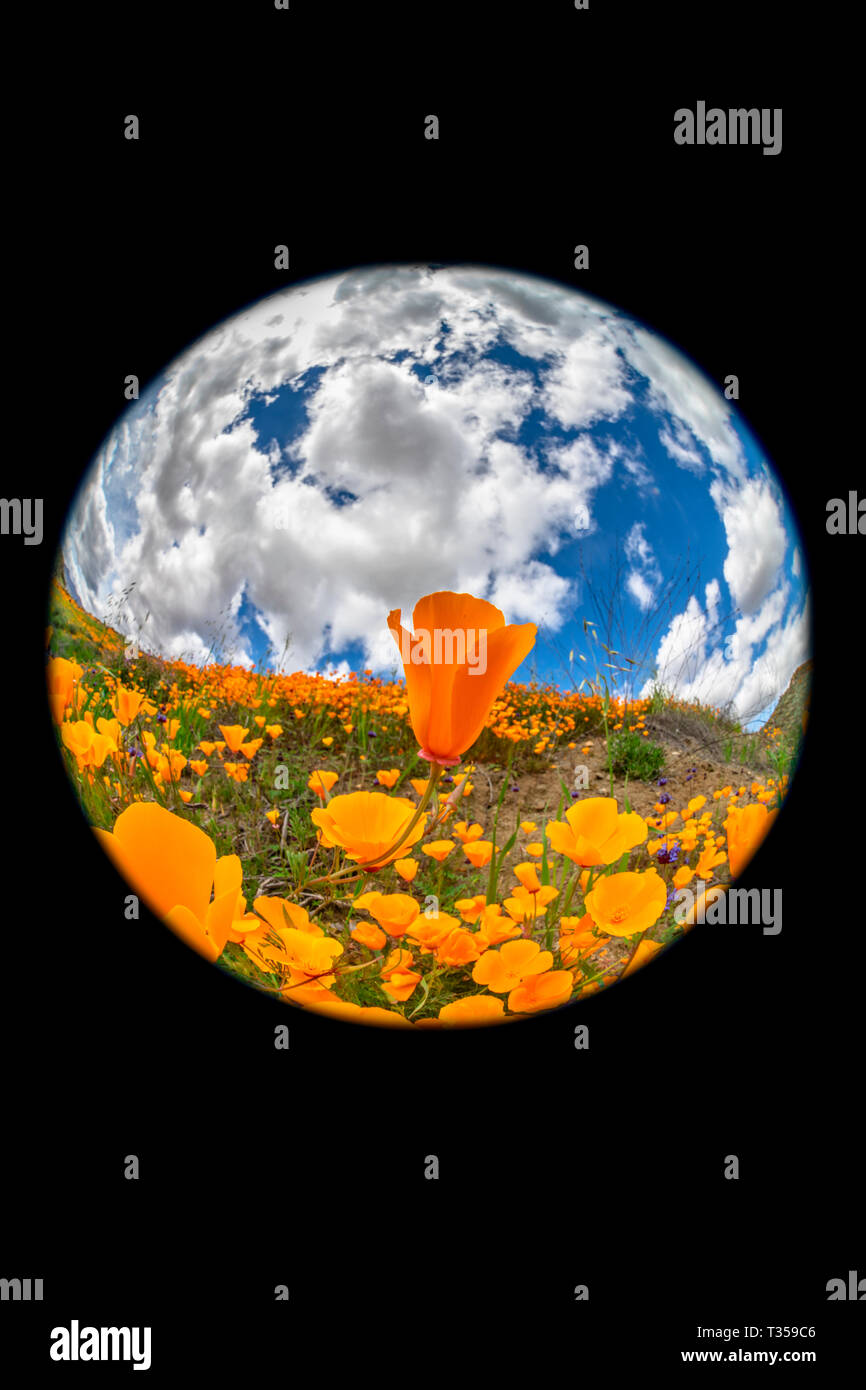 Einzigartige Circular Fisheye Perspektive der lebhaften Orange Mohn blüht auf einem Hügel in Lake Elsinore während einer hellen Tag. Stockfoto