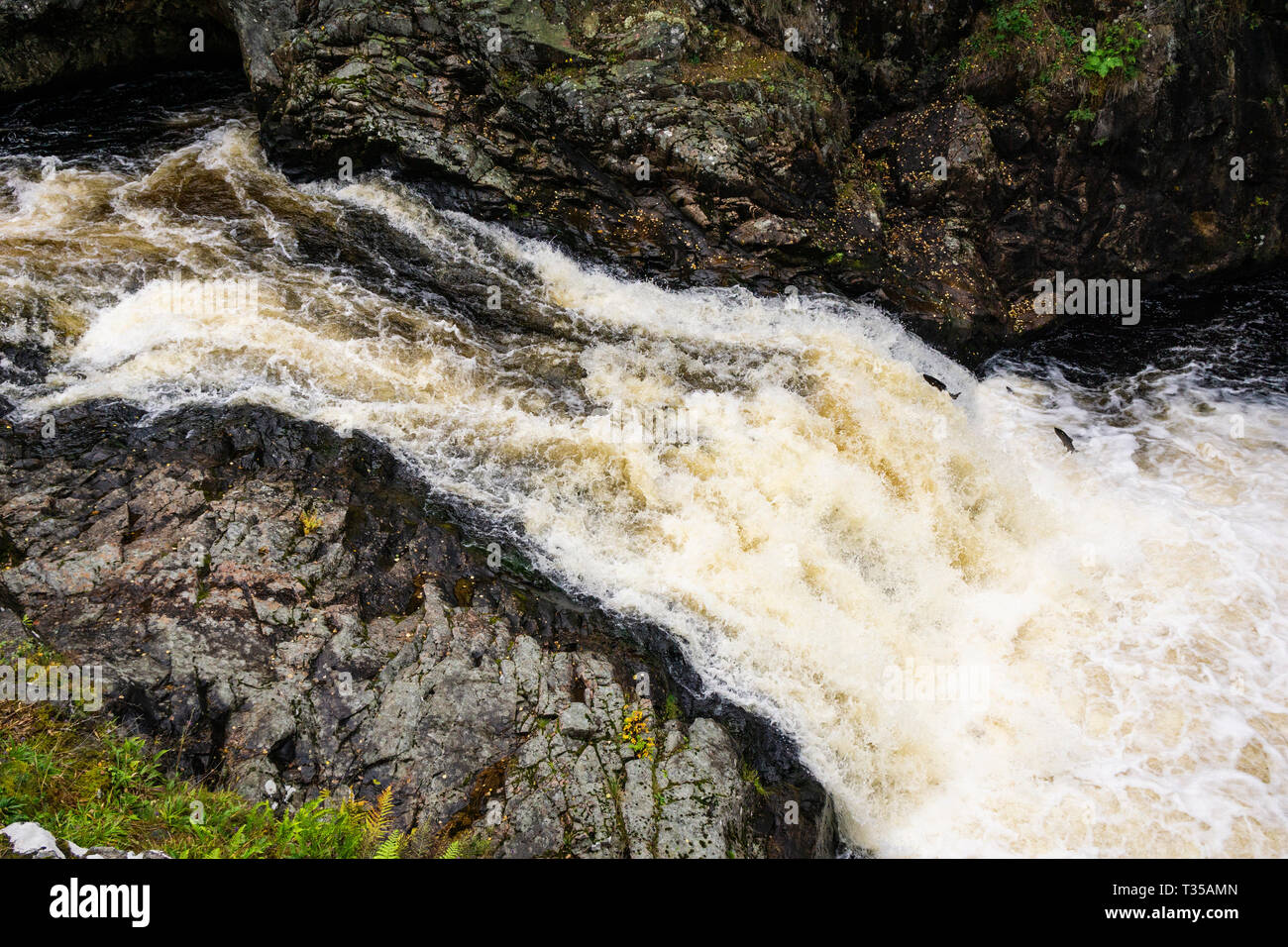 Lachse springen die Wasserfälle von Shin, an der B 864 in Schottland. Stockfoto