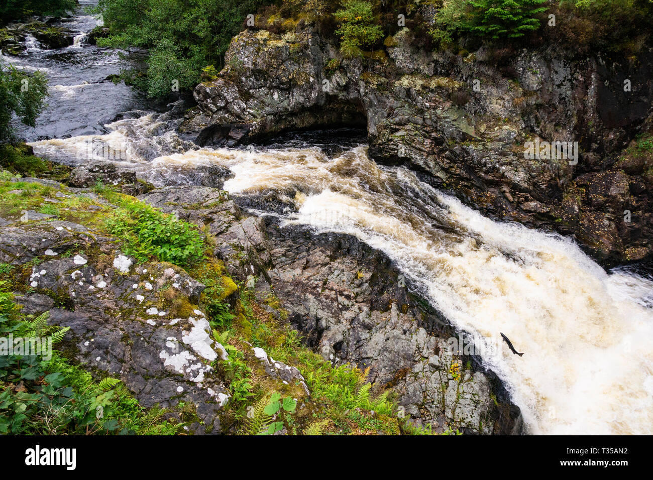 Lachse springen die Wasserfälle von Shin, an der B 864 in Schottland. Stockfoto