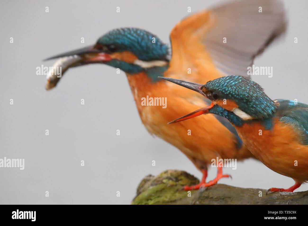 Kingfisher Fisch pass courtship Ritual männlichen Fütterung ein Fisch auf die weibliche Stockfoto