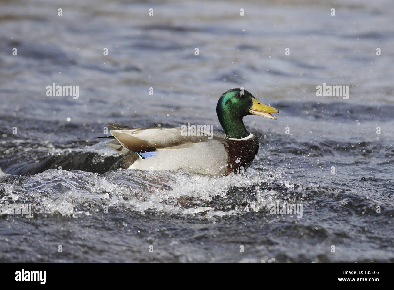 Drake Stockente, Anas platyrhynchos, aufgeregt Stockfoto