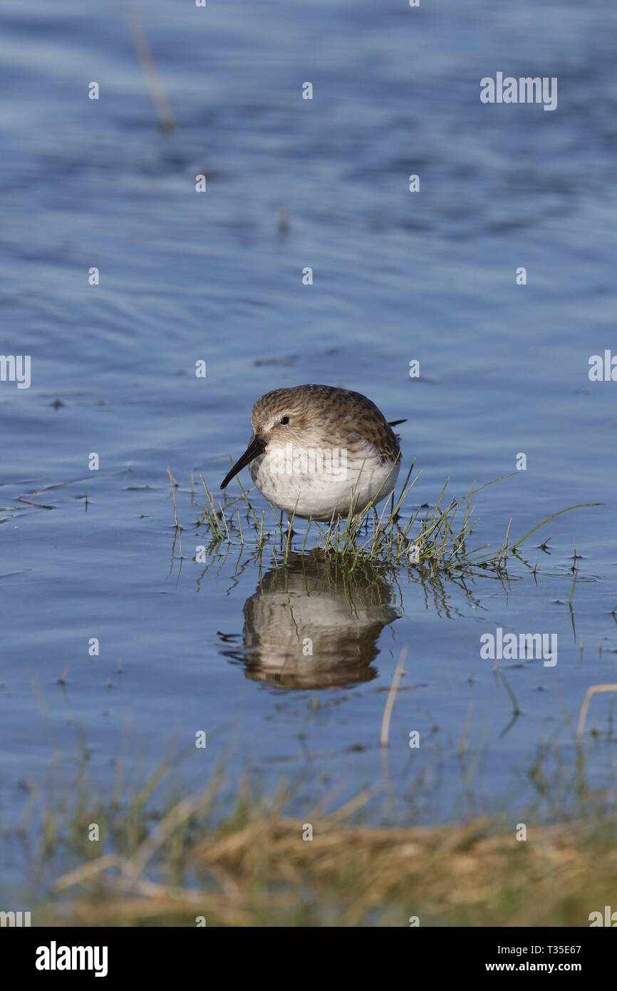 Alpenstrandläufer, Calidris Alpina, auf saltmarsh mit Rising Tide Stockfoto