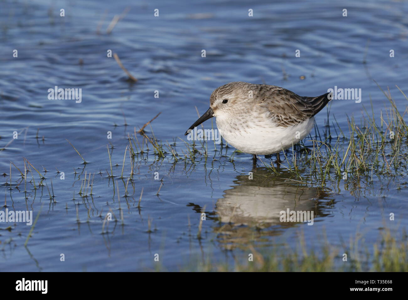 Alpenstrandläufer, Calidris Alpina, auf saltmarsh mit Rising Tide Stockfoto