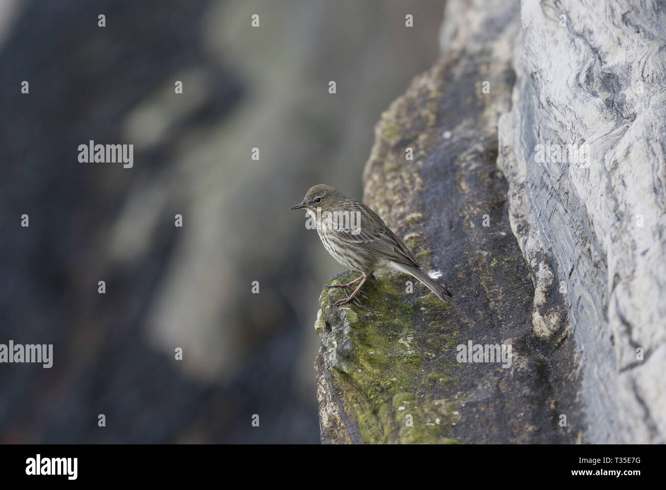 Rock Pieper, Anthus petrosus, auf einer Klippe Rand Stockfoto