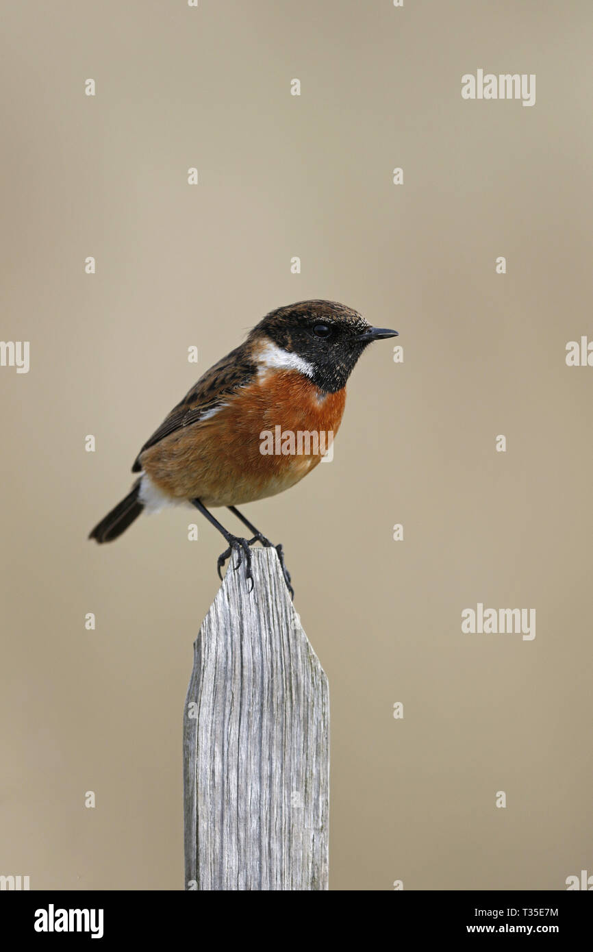 Männliches Schwarzkehlchen 2018 Kalender Abdeckung Stockfoto