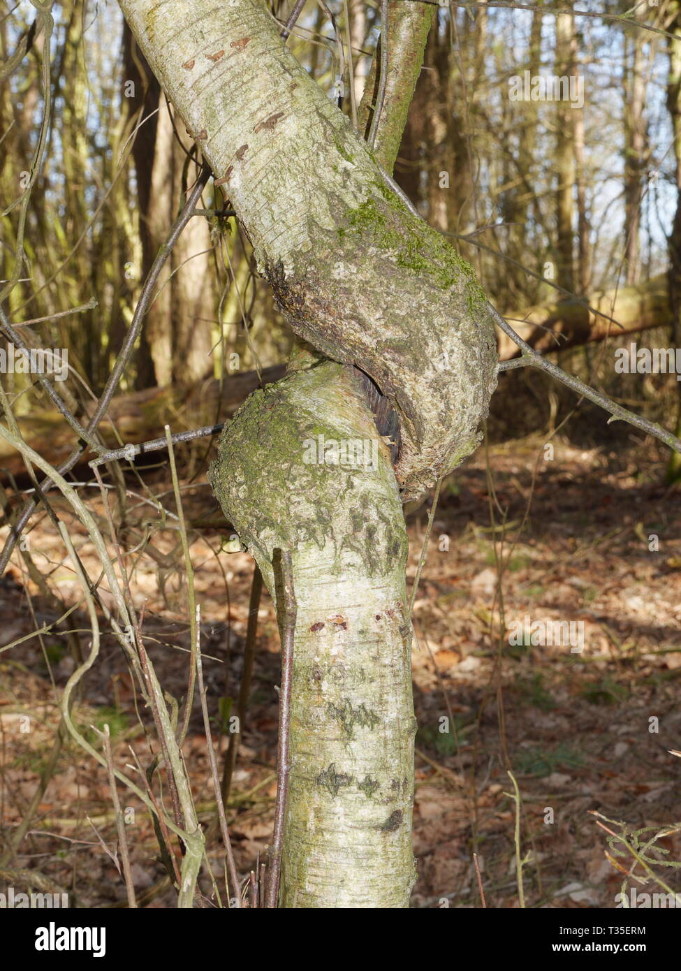 Ein Baum mit einem Knoten im Stamm Stockfoto