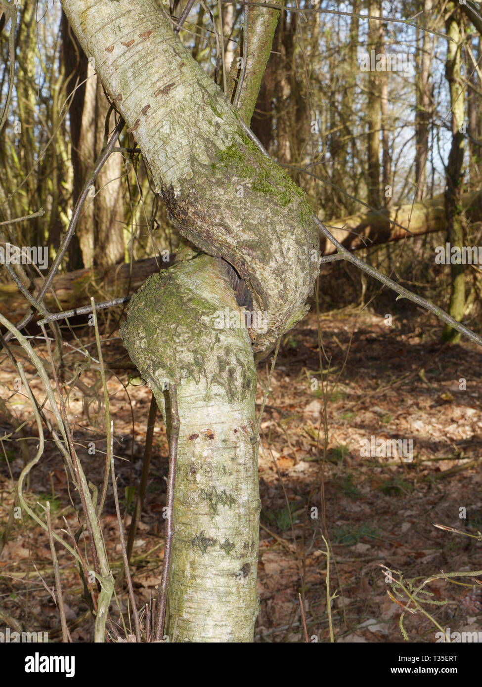 Ein Knoten in einem Baum Stockfoto