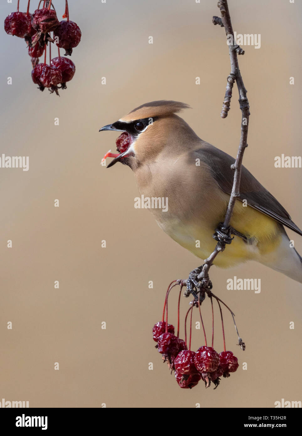 (Cedar waxwing Bombycilla cedrorum) versucht eine große Crabapple, Iowa zu schlucken, USA Stockfoto