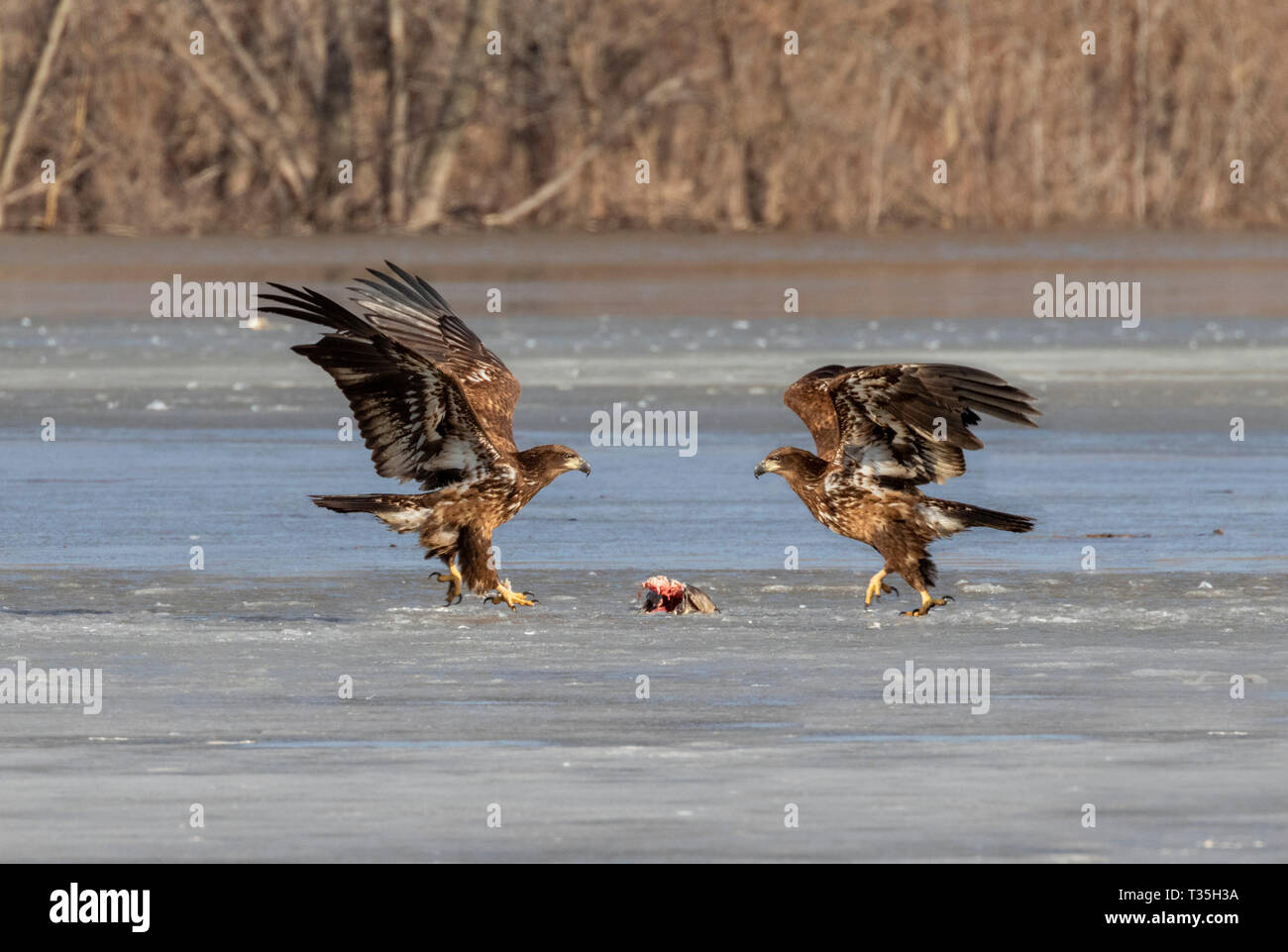 Weißkopfseeadler (Haliaeetus leucocephalus) Jungen kämpfen für tote Fische auf dem Eis eines schmelzenden Lake, Iowa, USA Stockfoto