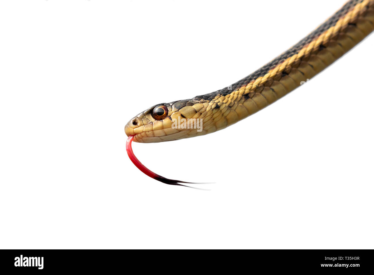 Gemeinsame garter snake (Thamnophis sirtalis) Mit herausgestreckter Zunge, auf weißem Hintergrund, Beschneidungspfade befestigt. Stockfoto