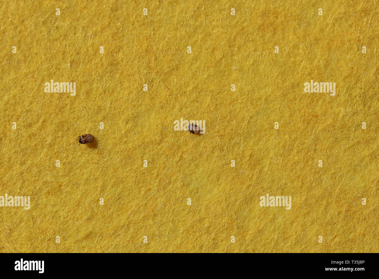 Lerp Insekten - Psyllids (E. baxterii) instars aus Eukalyptus von Befall von Rosa Gummi (Eukalyptus fasciculosa) South Australia Stockfoto