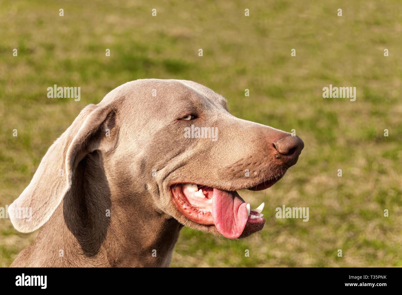 Detail der Weimaraner. Jagdhund auf der Wiese. Der Hund Augen. Hund auf der Jagd. Junge Weimaraner. Stockfoto