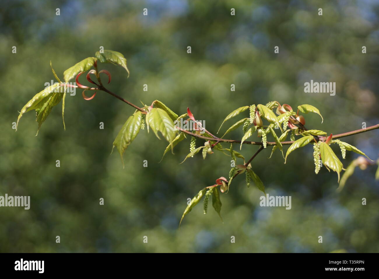 Acer sikkimensis Stockfoto