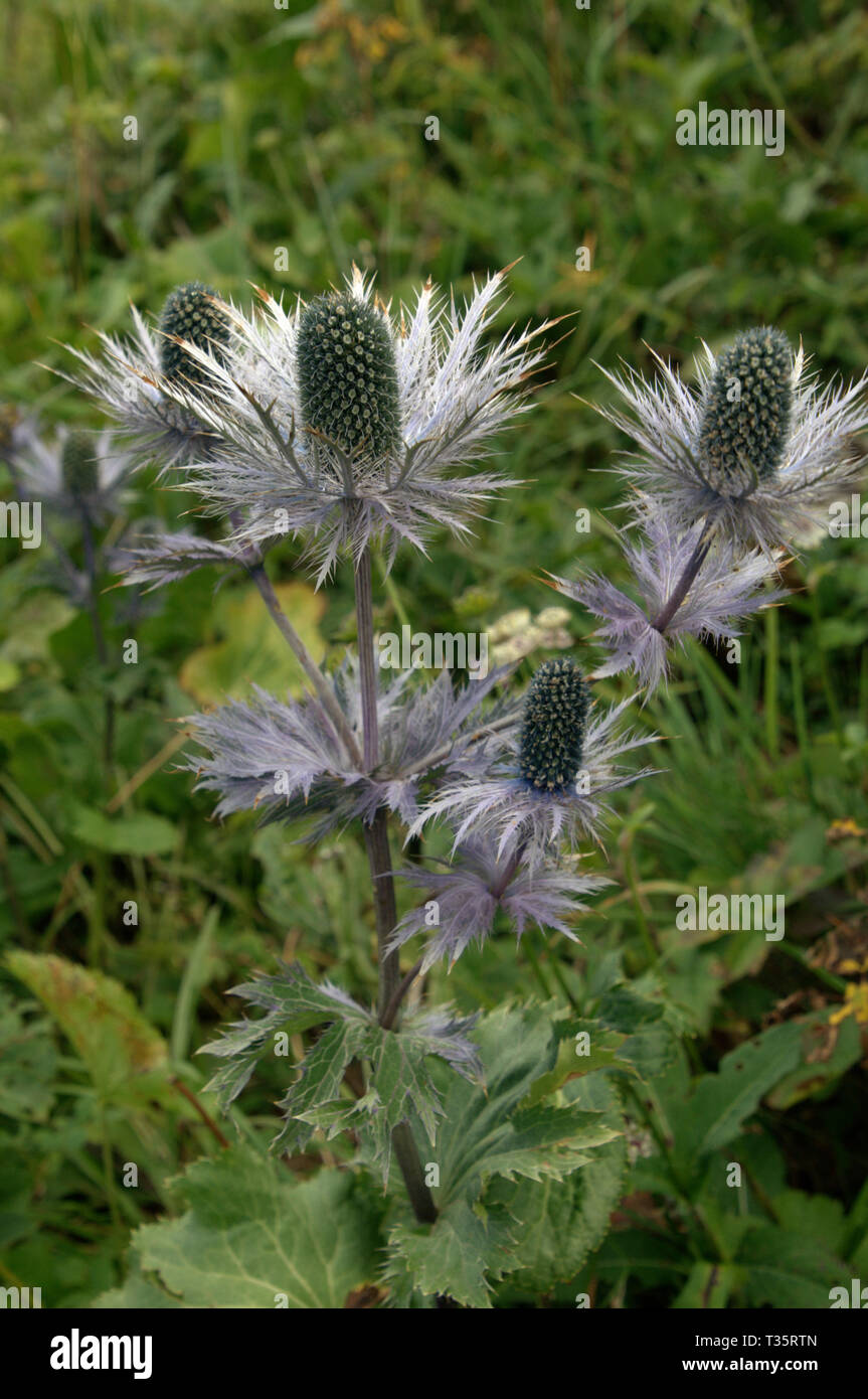 Eryngium planum; Blaue Distel, oder "Königin der Berge" wachsen auf dem Creux du Van, Neuchastel Stockfoto