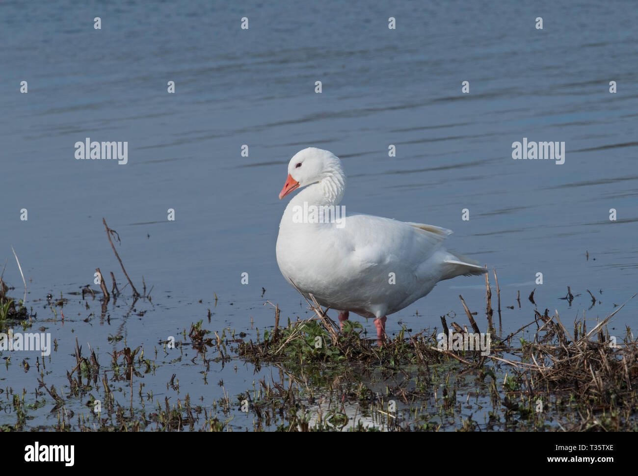 Hausgans, Rutland Water Stockfoto