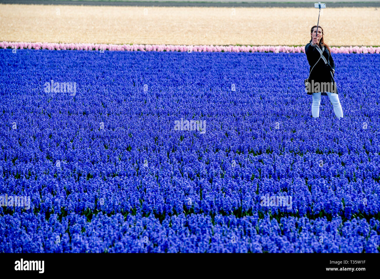 LISSE - een bruidspaar trouwen tulpenvelden staan in de bloei tulp Tulpen, Roos, Rozen, bollenvelden staan in de bloei tijdens de Lente bloembollen Stockfoto