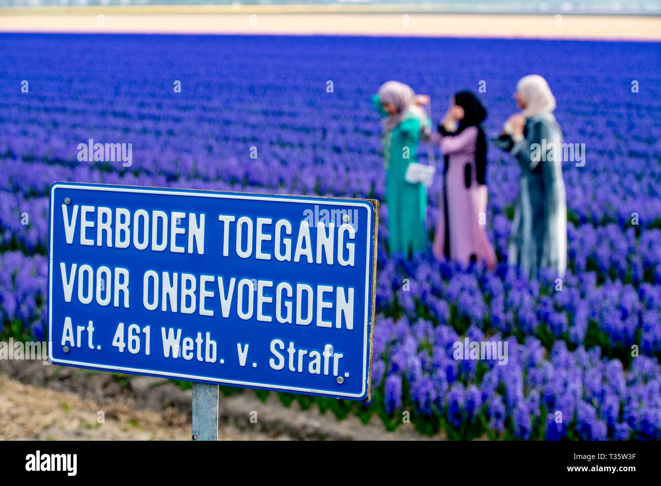 LISSE - een bruidspaar trouwen tulpenvelden staan in de bloei tulp Tulpen, Roos, Rozen, bollenvelden staan in de bloei tijdens de Lente bloembollen Stockfoto