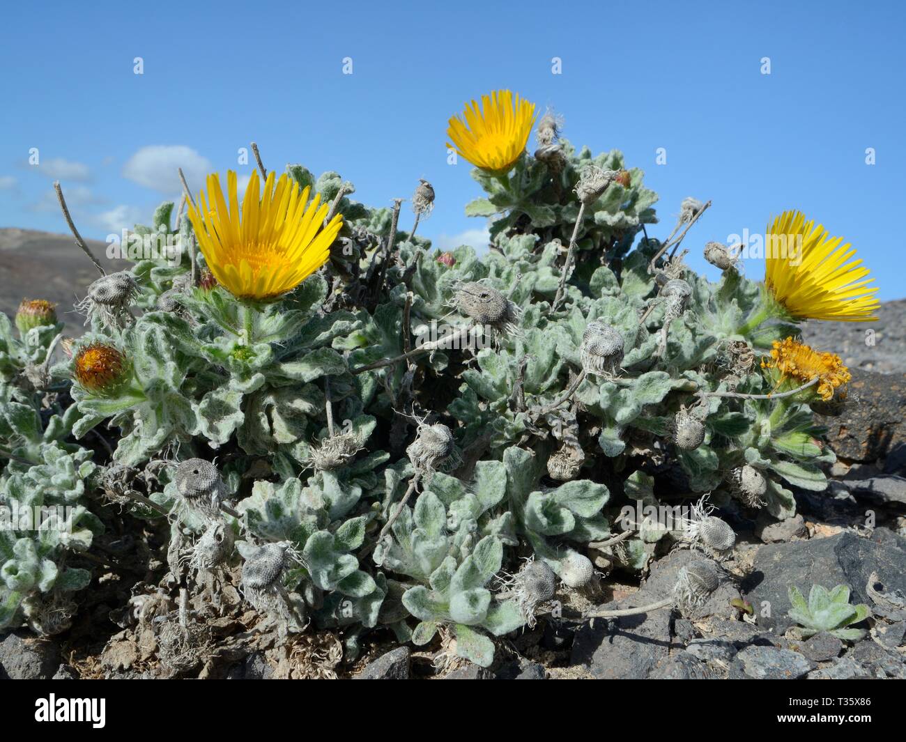 Kanarische berufskraut (Pulicaria canariensis) eine seltene Lanzarote und Fuerteventura endemisch Blüte, Punta de Papagayo, Los Ajaches National Park, Lanzarote Stockfoto