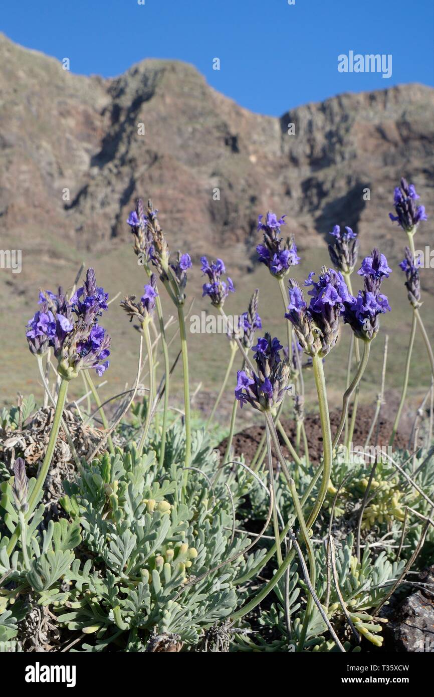 Fernleaf/gezackten Lavendel (Lavandula pinnata), endemisch auf den Kanaren und Madeira, blühende unter Famara Klippen, Lanzarote, Kanarische Inseln, Februar Stockfoto