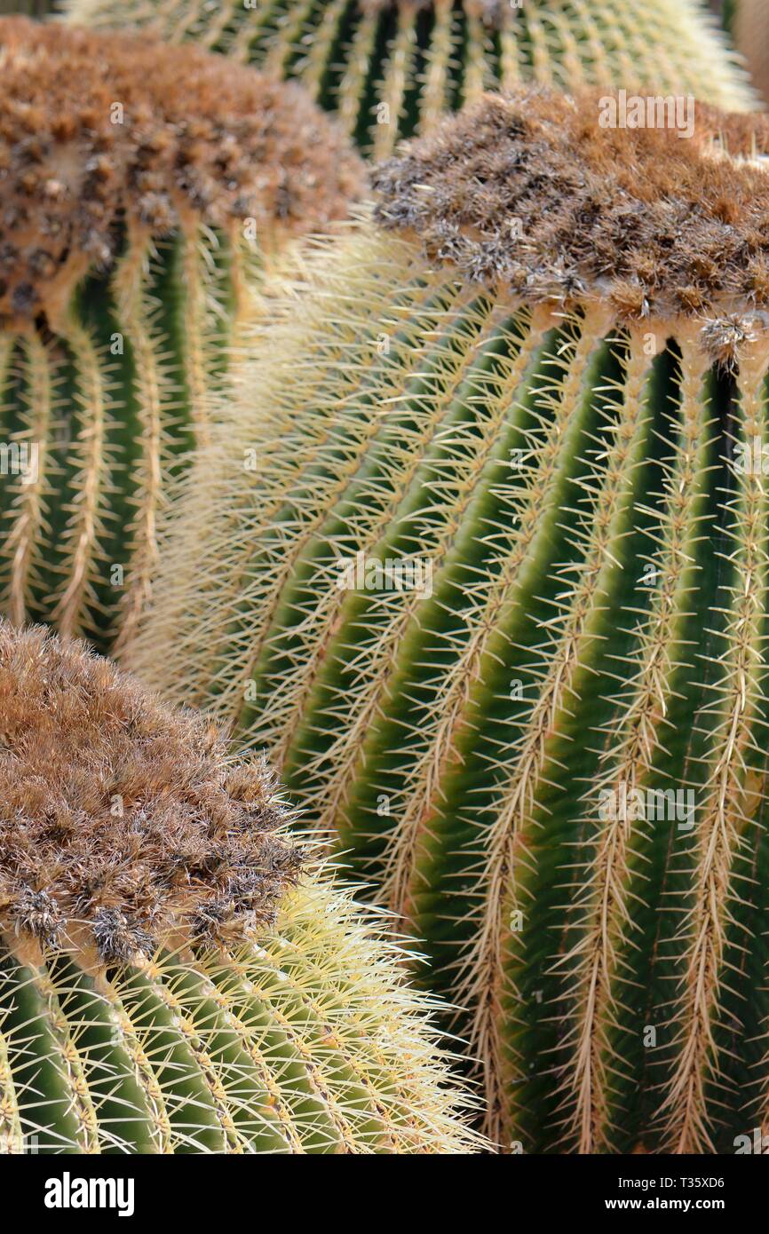 Gruppe von Goldenes Fass Kakteen/goldenen Kugeln/Schwiegermutter Kissen (Mexiko), ein Arten endemisch in Mexiko, am Jardin de Cactus, Stockfoto