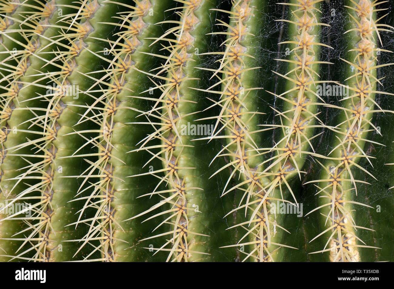 Reihen von Stacheln auf einem goldenen Barrel Cactus/Golden Ball/Schwiegermutter Polster (Mexiko), einer endemischen Arten nach Mexiko, Lanzarote. Stockfoto