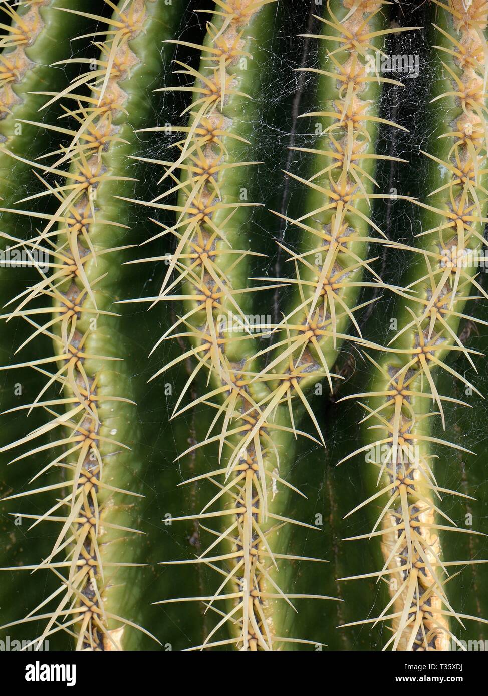 Reihen von Stacheln auf einem goldenen Barrel Cactus/Golden Ball/Schwiegermutter Polster (Mexiko), einer endemischen Arten nach Mexiko, Lanzarote. Stockfoto