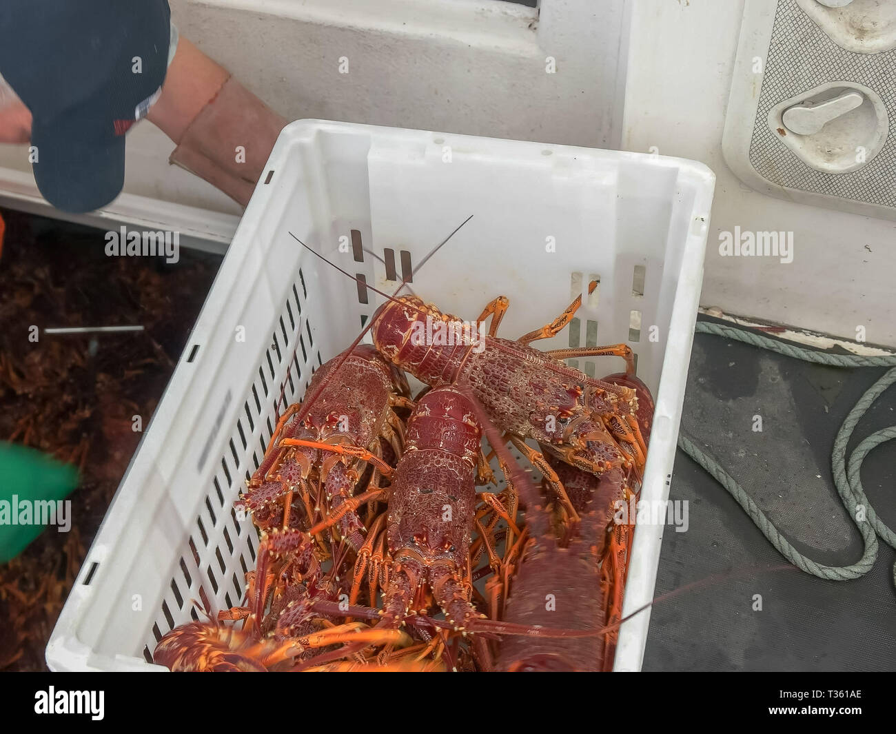 Ein Fischer entlädt live Southern Rock Lobster in Tasmanien Stockfoto