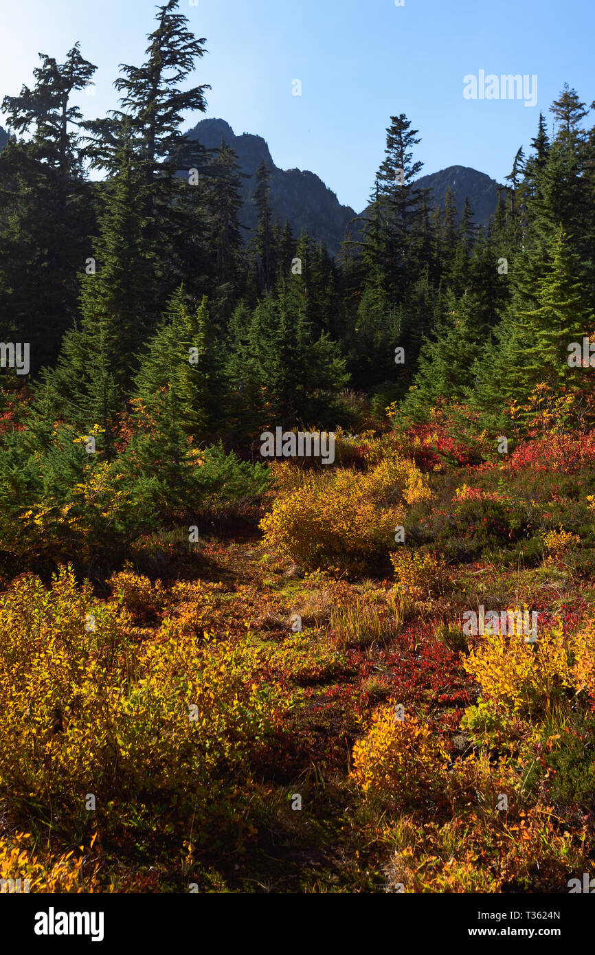 Bunte Herbst Wald im Norden Cascade Mountains Stockfoto
