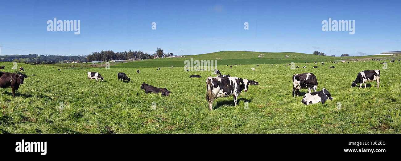 Eine Gruppe von Kühen in einem Feld von Helle grüne Gras. Stockfoto