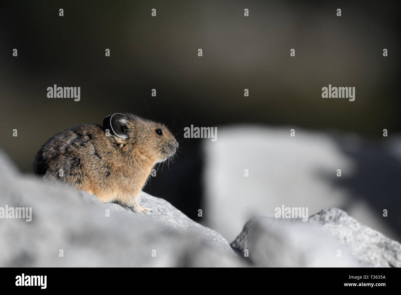 Nahaufnahme eines amerikanischen Pika bei Sonnenuntergang im Norden Washington Stockfoto