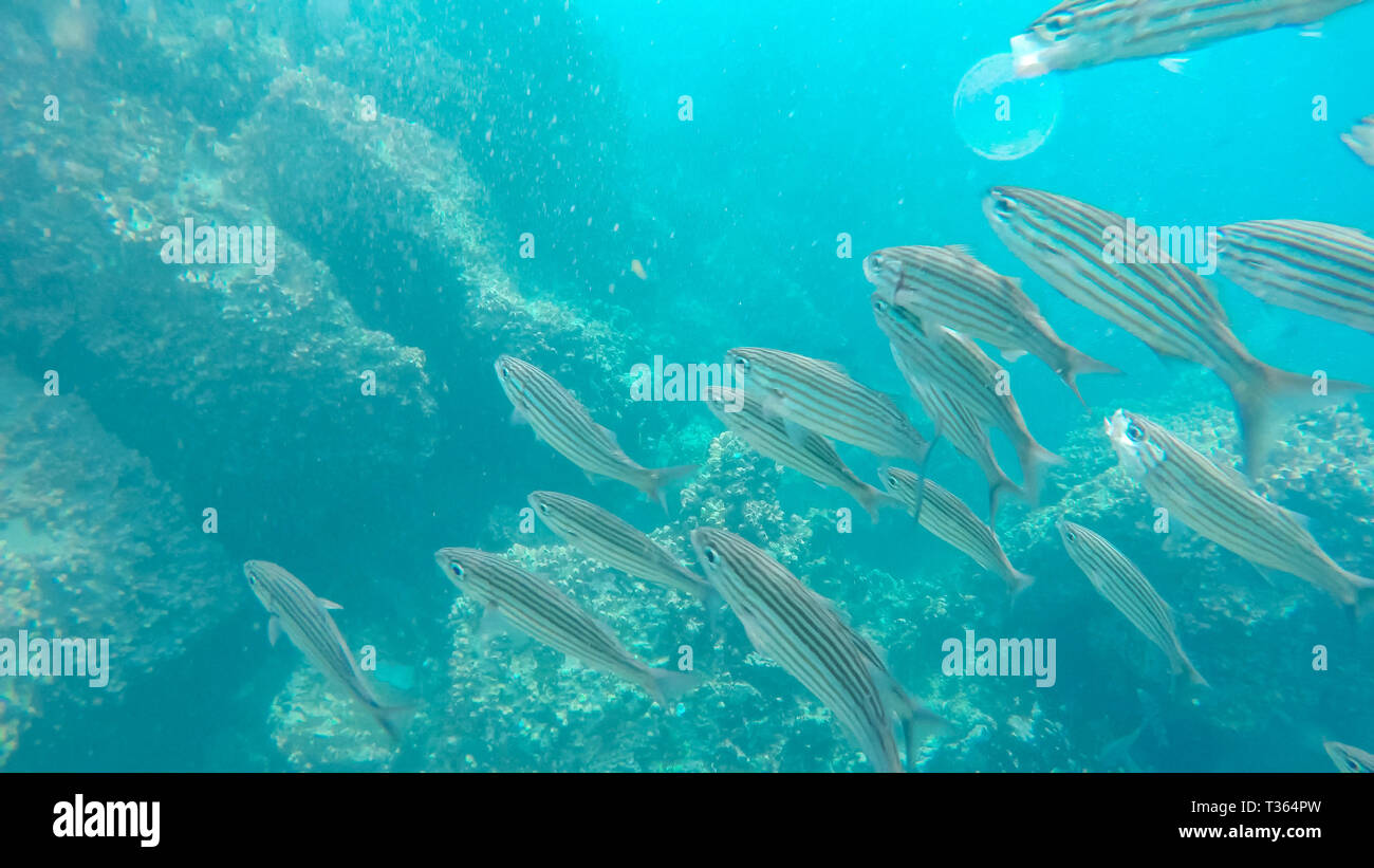 Nahaufnahme der schwarz-gestreifte Salema bei Isla floreana Stockfoto