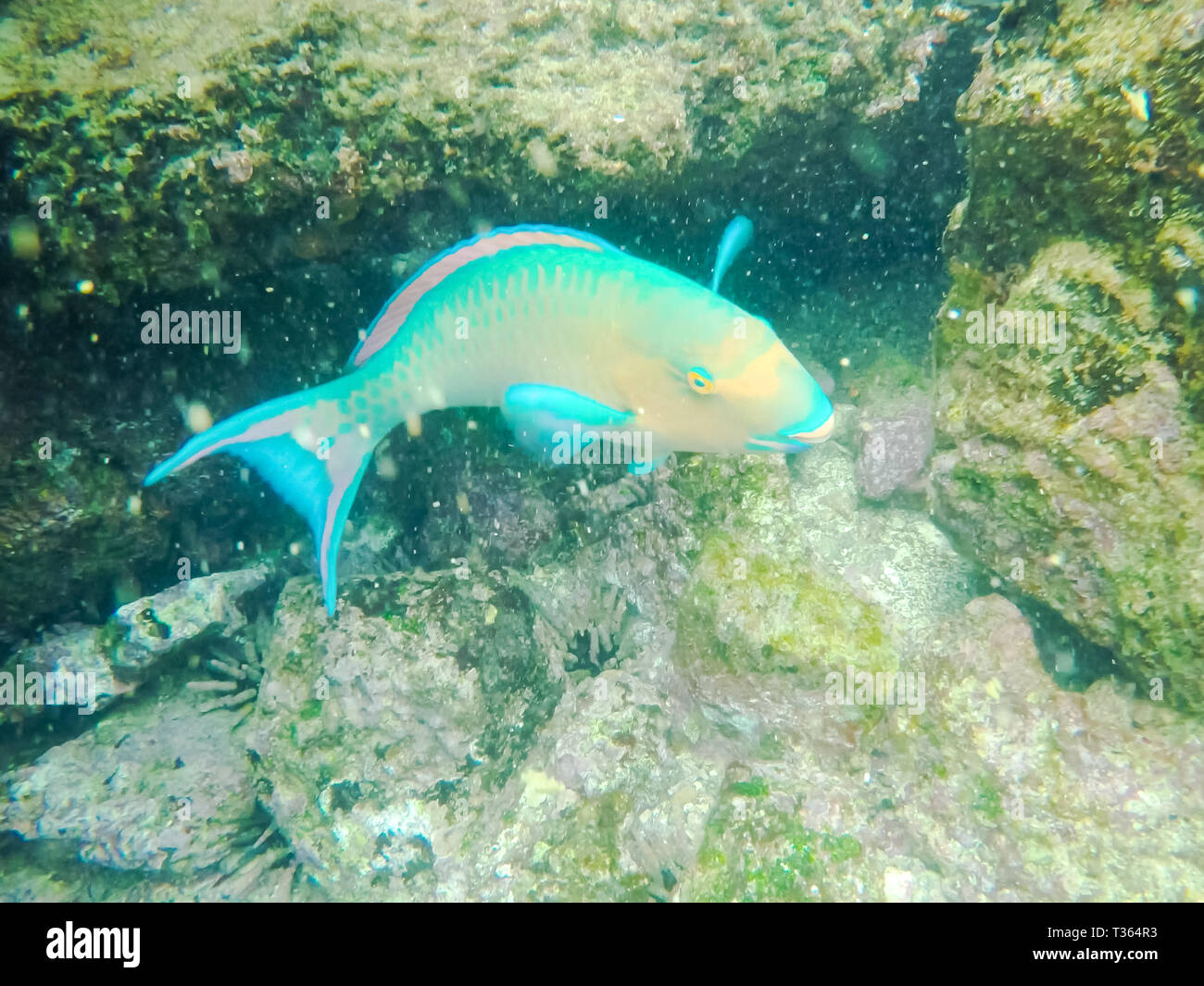 Nahaufnahme eines blauen - Kinn Papageienfische bei Isla bartolome auf Galapagos Stockfoto