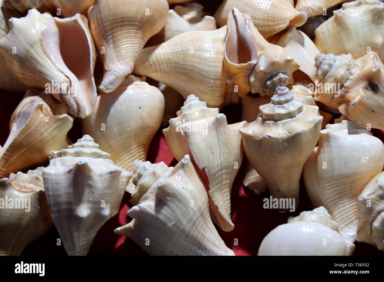 Muscheln auf dem Markt. Muscheln im Puri Meer Strand abends Markt. Schöne marine Muscheln auf Sand. Odisha, Indien Stockfoto