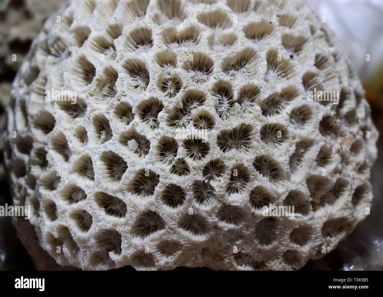 Muscheln auf dem Markt. Muscheln im Puri Meer Strand abends Markt. Schöne marine Muscheln auf Sand. Odisha, Indien Stockfoto