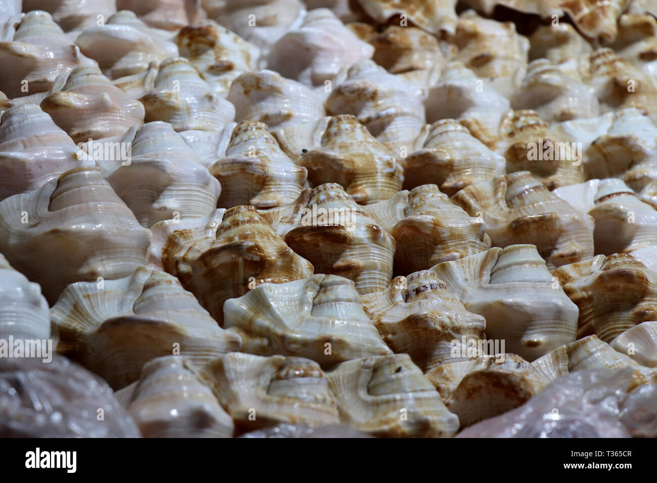 Muscheln auf dem Markt. Muscheln im Puri Meer Strand abends Markt. Schöne marine Muscheln auf Sand. Odisha, Indien Stockfoto