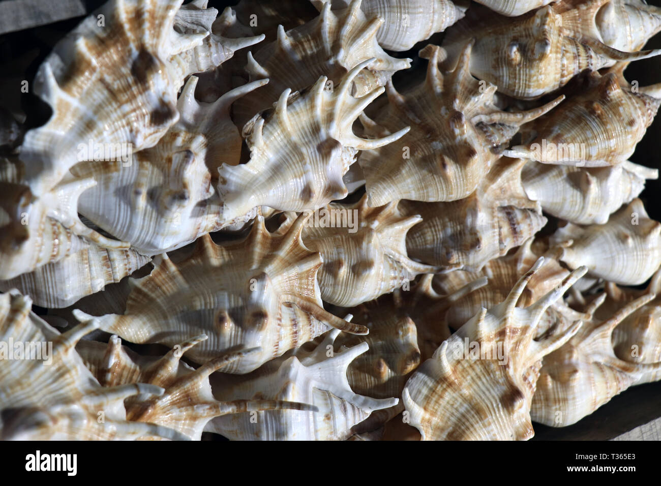 Muscheln auf dem Markt. Muscheln im Puri Meer Strand abends Markt. Schöne marine Muscheln auf Sand. Odisha, Indien Stockfoto