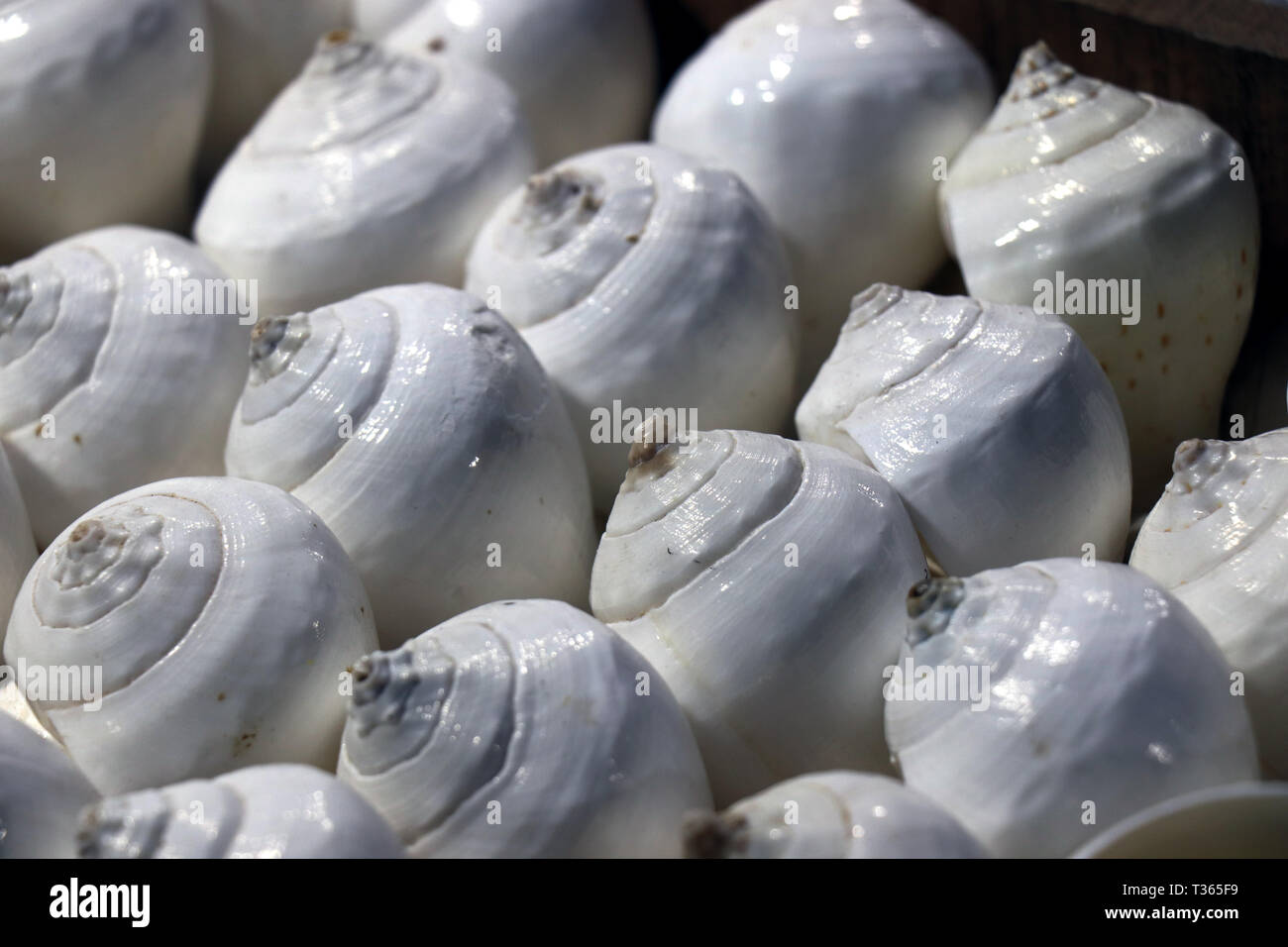 Muscheln auf dem Markt. Muscheln im Puri Meer Strand abends Markt. Schöne marine Muscheln auf Sand. Odisha, Indien Stockfoto