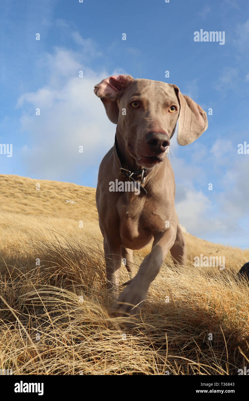 Hund auf dem Berg Stockfoto