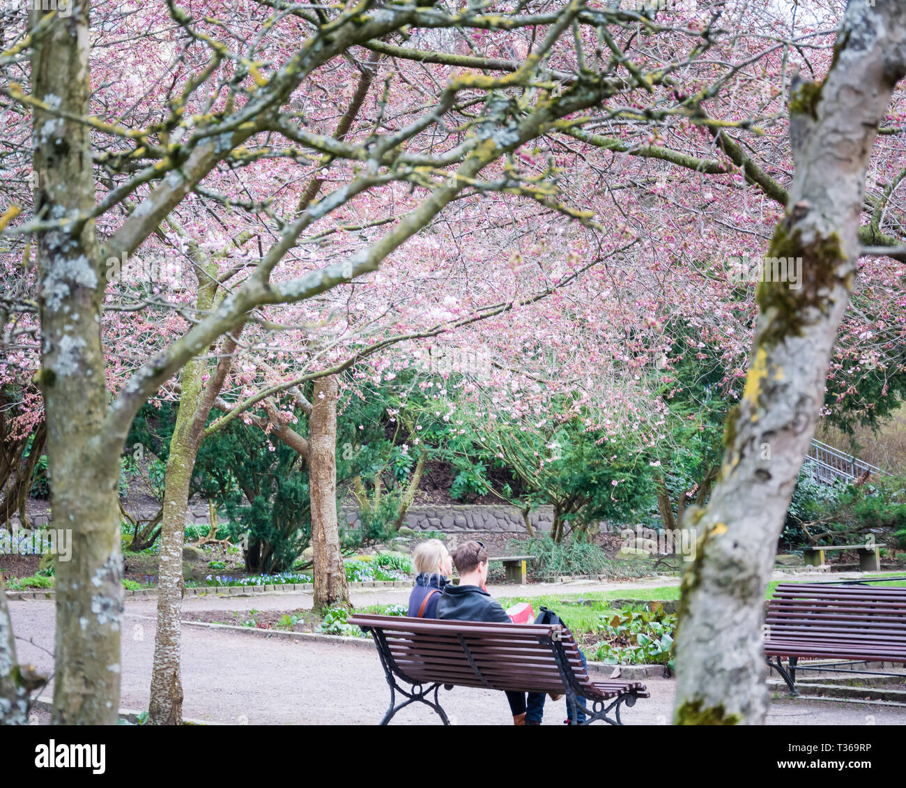 Junges Paar unter Kirschblüten Baum an einem lokalen Park in Göteborg Schweden sitzen Stockfoto