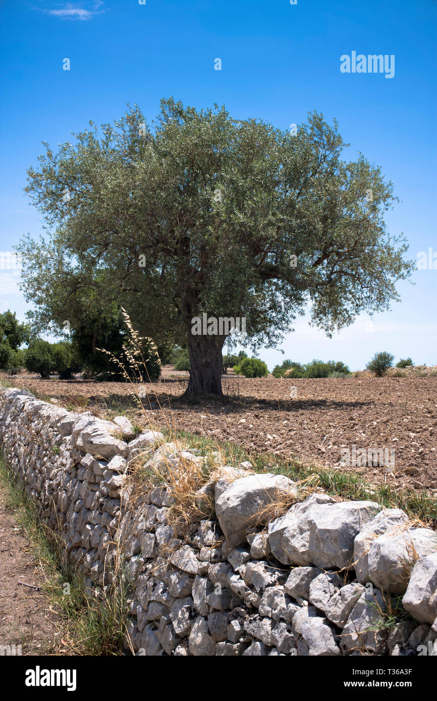 Typische Olivenbaum und trockenen Steinmauer in Sizilien, Italien  Stockfotografie - Alamy