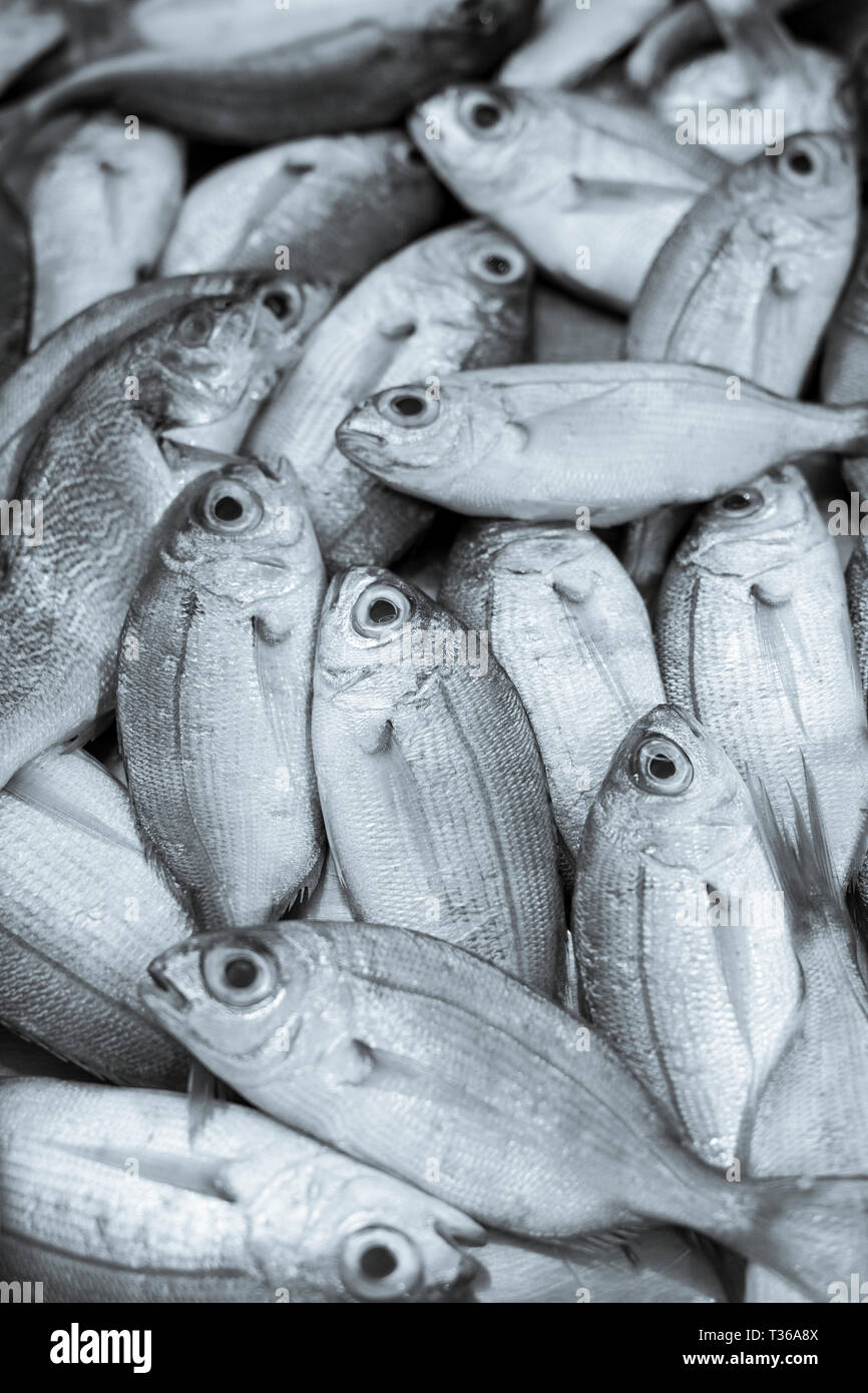 Frischer Fisch auf der Anzeige für den Verkauf auf dem Markt an der alten Straße Marktstand - Mercado-in Ortigia, Syrakus, Sizilien Stockfoto