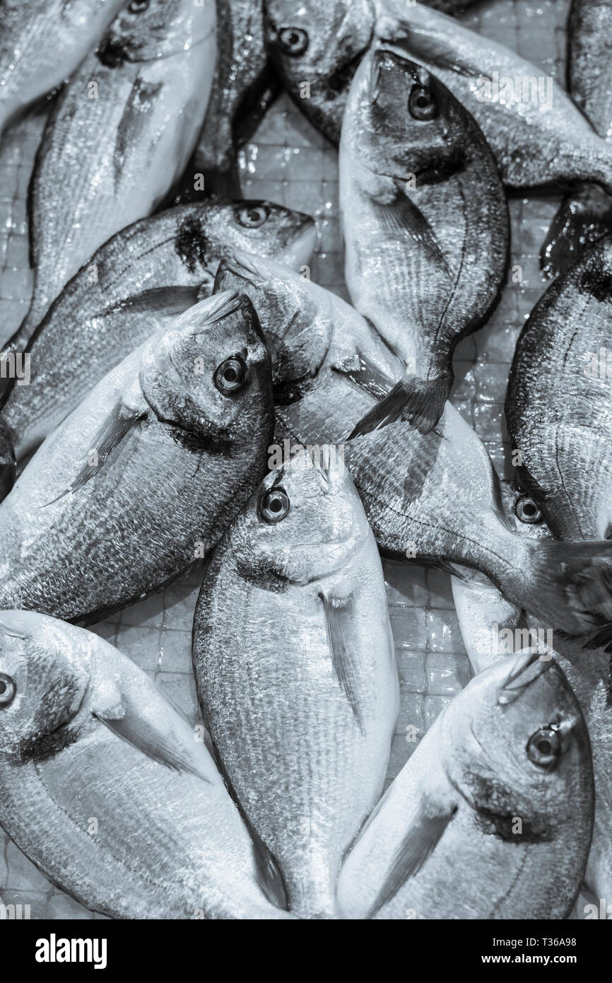 Daurade Fisch - Orate - auf der Anzeige für den Verkauf auf dem Markt an der alten Straße Marktstand - Mercado-in Ortigia, Syrakus, Sizilien Stockfoto