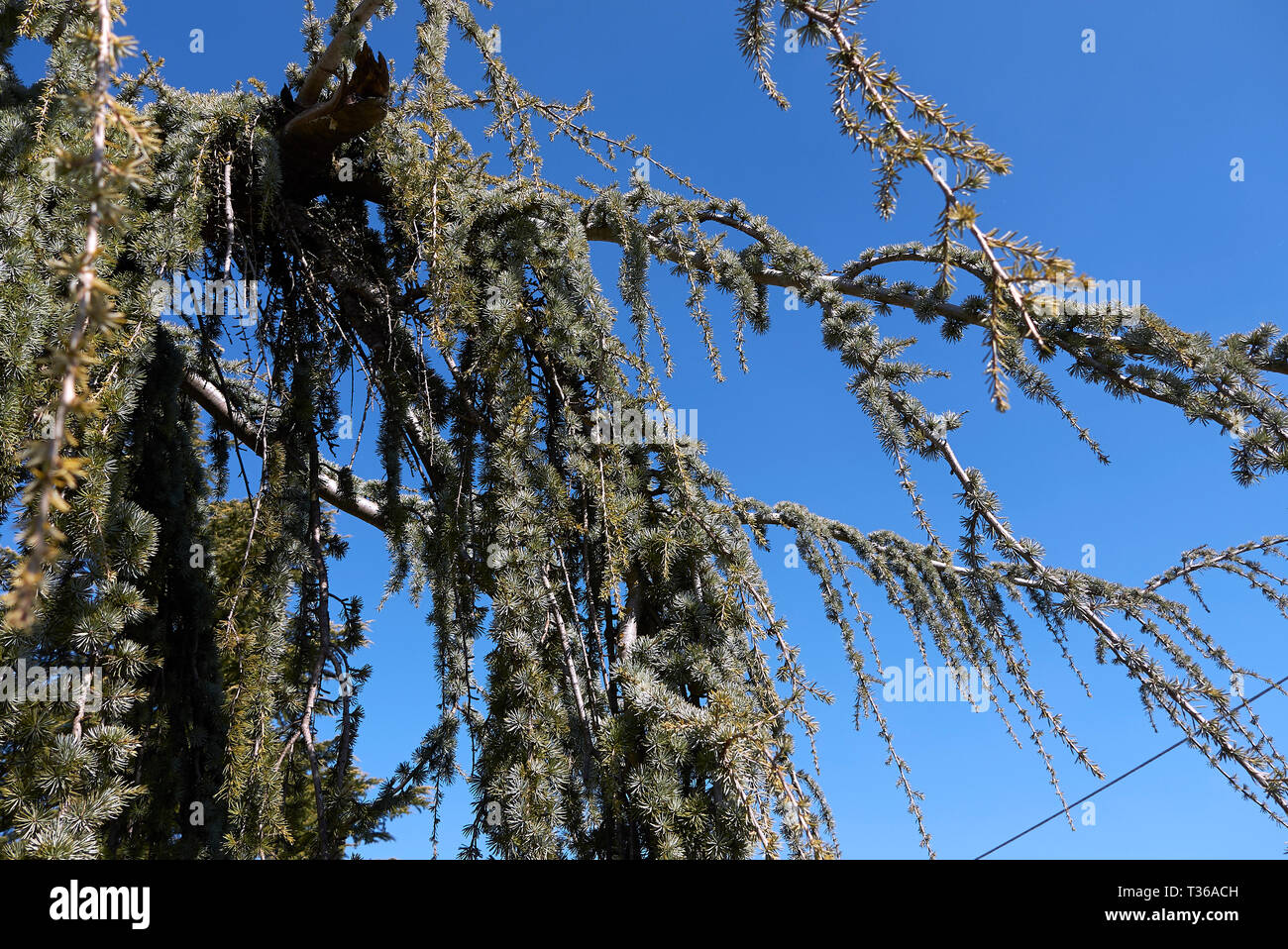 Cedrus Atlantica Orvala mit hängend Niederlassungen Stockfoto