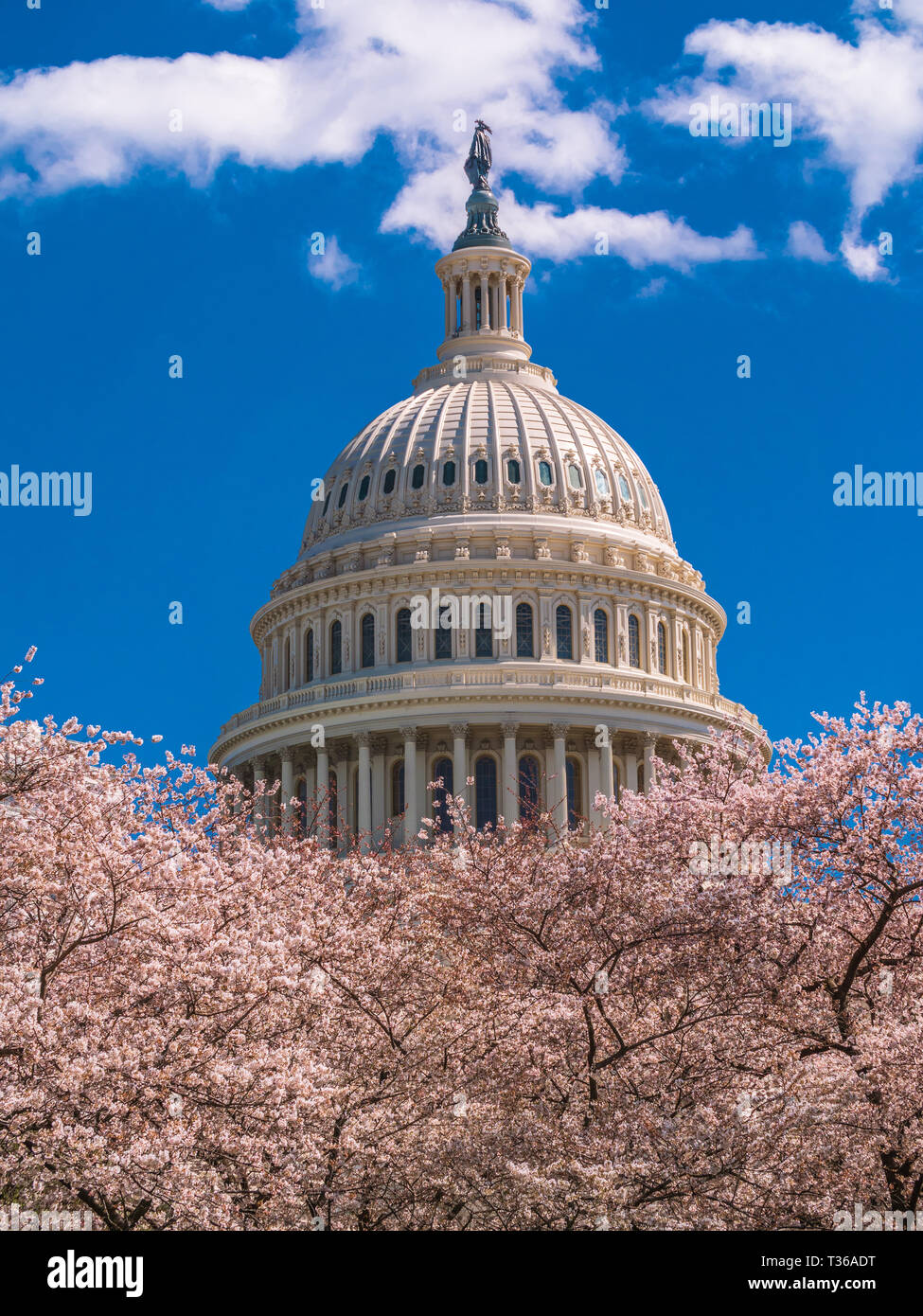 US Capitol Gebäude unter Frühling Baum Blüten Stockfoto